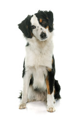 miniature australian shepherd