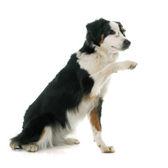 miniature australian shepherd