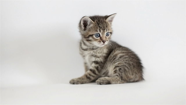 Small grey kitten