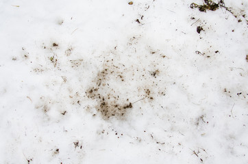 Melted Dirt  snow on a field.  background. Ground texture with branch and twig in sping. 