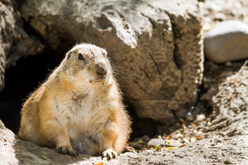 watching groundhog