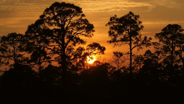 4K Pine Forest Sunset 4