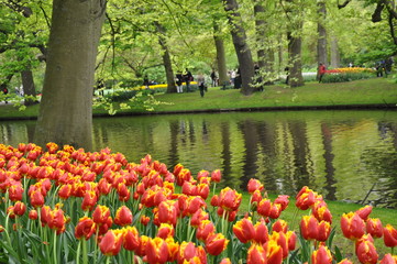 Tulipany w parku - obrazy, fototapety, plakaty