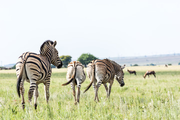 Naklejka premium Zebras walking in grasslands in South Africa