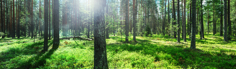 pine forest taken in the morning