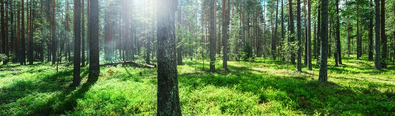 Foto op Aluminium pine forest taken in the morning © OlegDoroshin