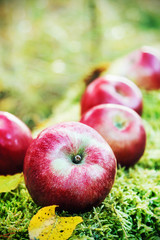 fresh apples on the moss
