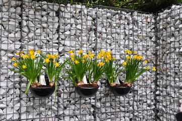 żonkile w doniczkach © sorensen15