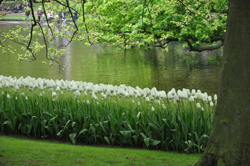 Fototapeta premium Tulipany