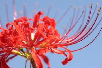 秋の青空と彼岸花
