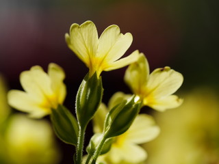 yellow flowers nature 