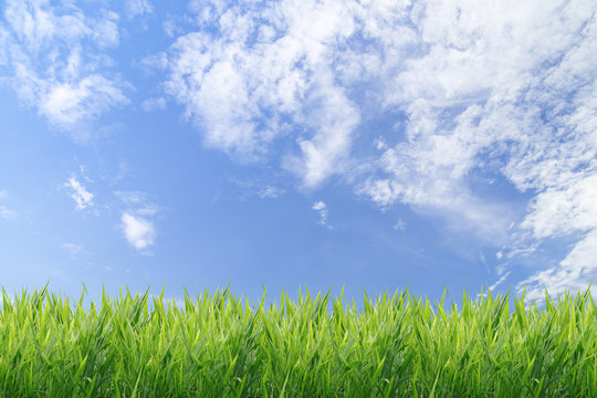 Green grass with blue sky background