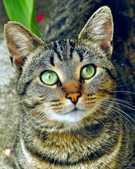 tabby cat potrait with green eyes
