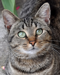 tabby cat potrait with green eyes