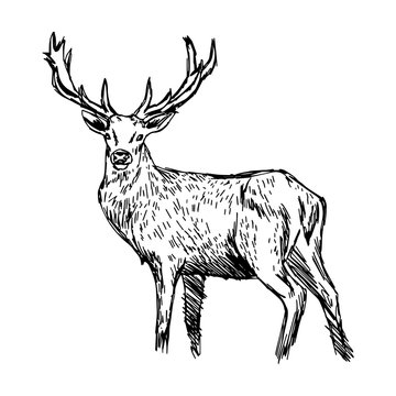 illustration vector doodle hand drawn of sketch reindeer isolated