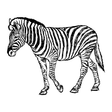 illustration vector doodle hand drawn of sketch zebra standing isolated on white