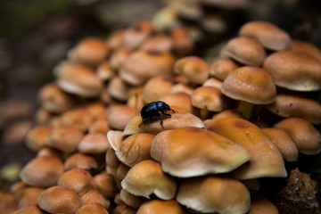 Beetle on Mushrooms