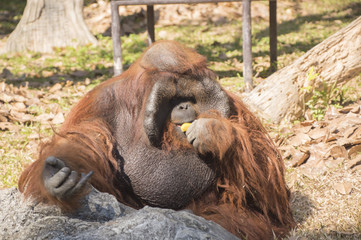 Orangutan