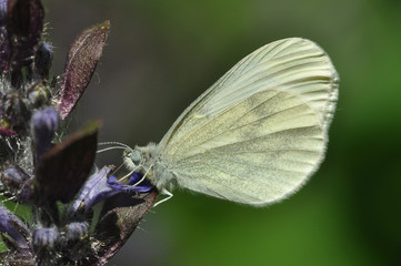 White butterfly