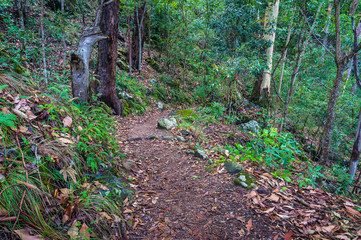 Rainforest path. Hiking in tropical rain forest