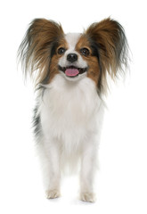 papillon dog in studio