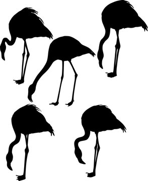 set of five flamingo silhouettes isolated on white