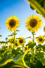 blooming sunflowers in Loire Valley