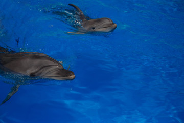 Obraz premium Smiling dolphin. dolphins swim in the pool