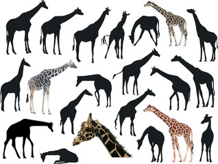 twenty one giraffes collection isolated on white © Alexander Potapov