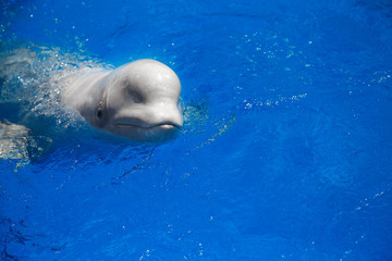 Obraz premium beluga whale (white whale) in water