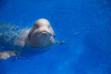 Naklejka premium beluga whale (white whale) in water