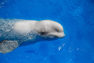beluga whale (white whale) in water © Seleznov_Molchanova
