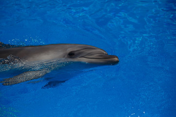 Naklejka premium Smiling dolphin. dolphins swim in the pool