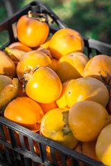 Organic persimmons