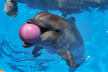 Smiling dolphin. dolphins swim in the pool