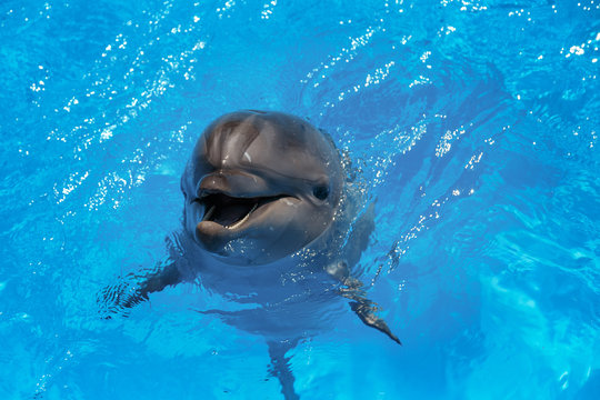 Smiling dolphin. dolphins swim in the pool