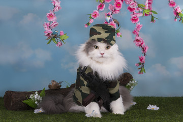 cat dressed as a military guard peace in the woods