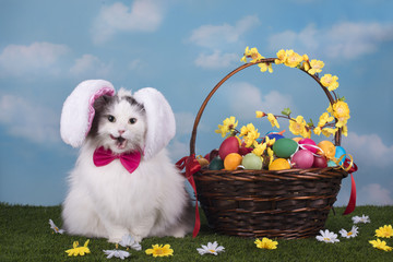 Obraz premium cat in the suit bunny celebrates Easter