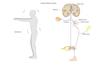 neurological test for balance, the main mechanism and anatomical structures involved in balance control