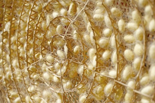 chrysalis yellow silkworm cocoons in nests