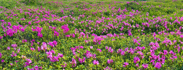 Fototapeta premium rhododendrons Chornogory