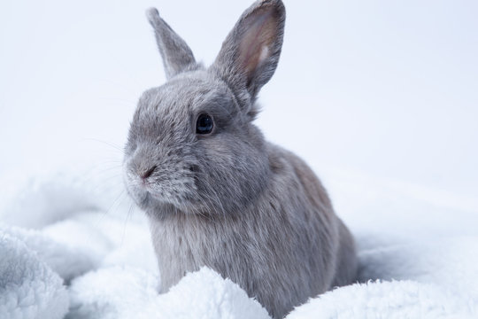 gray rabbit sitting on a fluffy blanket