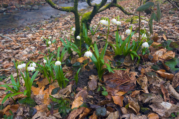 Winter flowers of spring