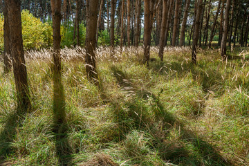 Grass and ears in the coniferous forest