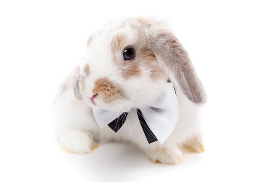 fluffy white rabbit with the bow tie