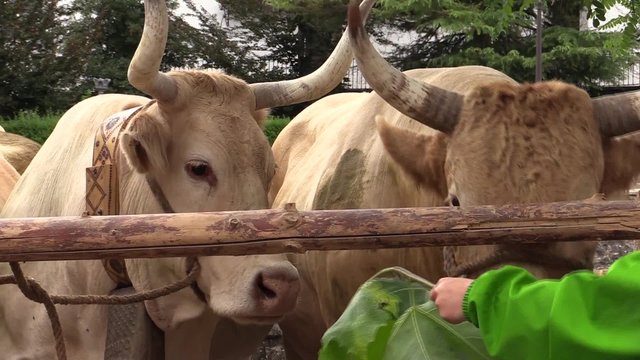 Vacas pirenaicas