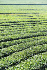 Tea plantation in Chiang Rai, Thailand 