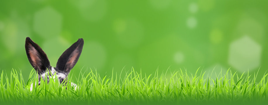 Hase versteckt im Gras
