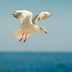 Naklejka premium seagull in flight against the blue sky