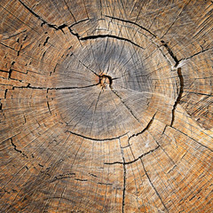 texture of the oak stump, background top view